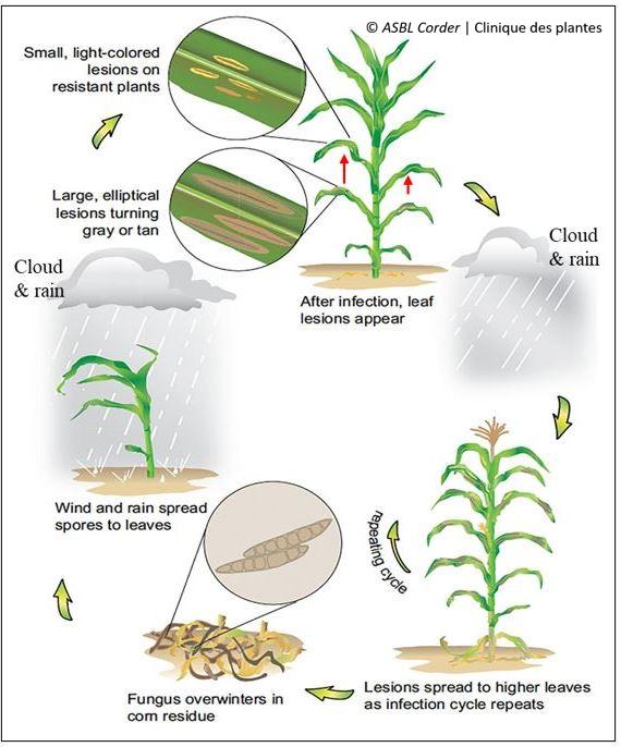 cycle de l'helminthosporiose fusiforme