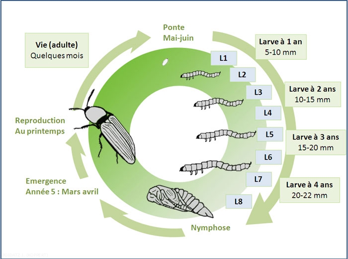Cycle de vie des Taupins. Source: Ephytia
