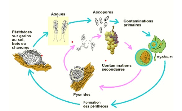 Cycle de vie de Guignardia bidwellii (source: https://www.vignevin.com/publications/fiches-pratiques/black-rot/)