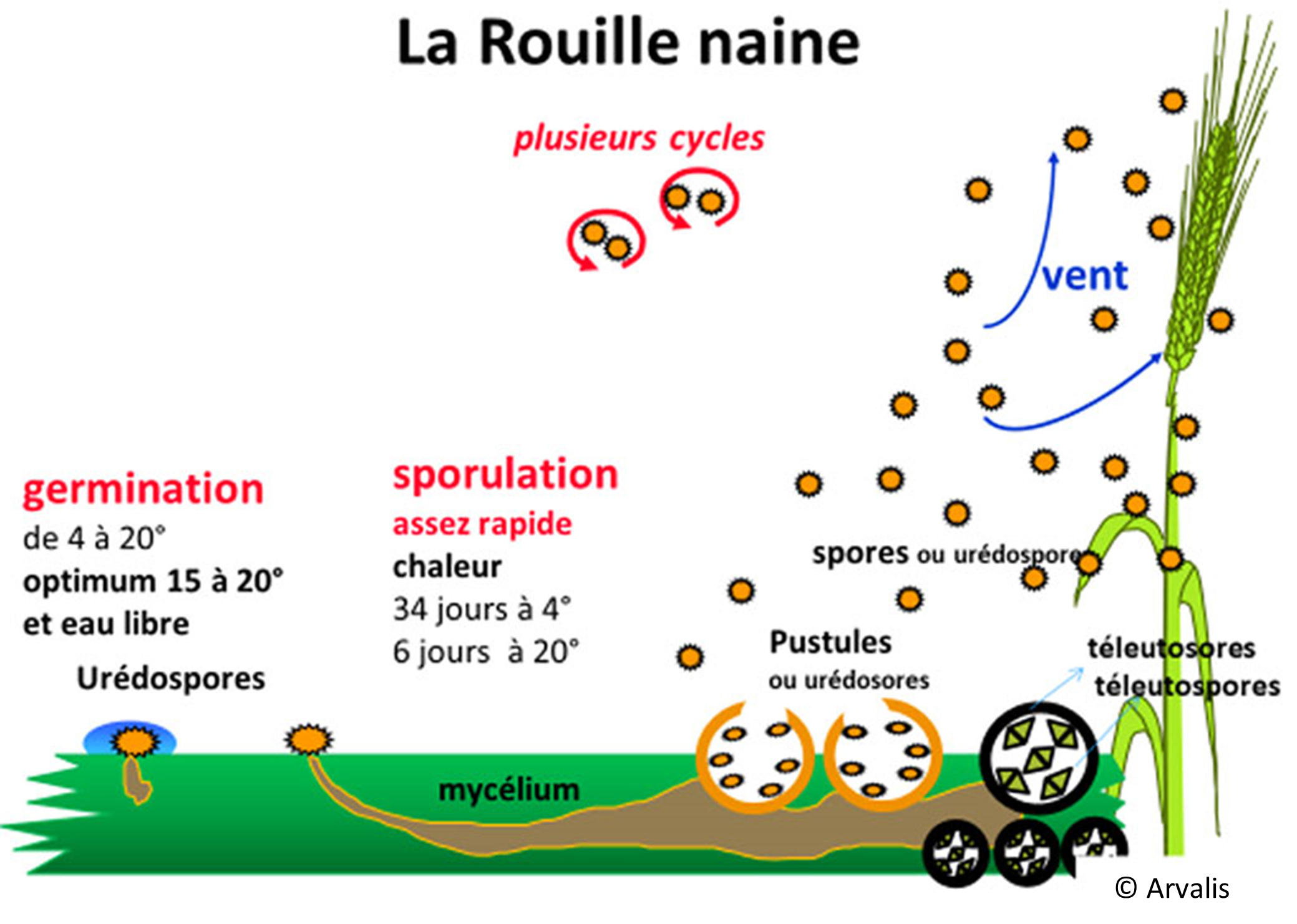 cycle rouille naine