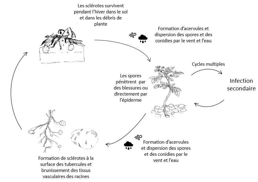 cycle de la dartrose