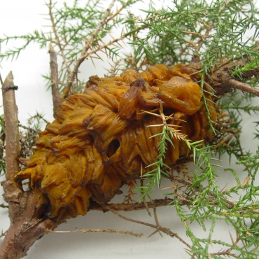 Gymnosporangium sabinae sur juniperus, hôte primaire