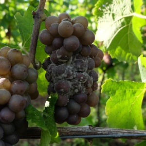 Pourriture grise | Vigne