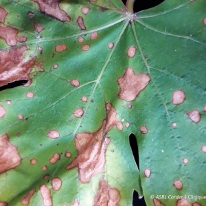 Black rot ou pourriture noire | Vigne
