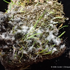 Fusariose ou pourriture des neiges | Gazon