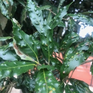 Aceria ilicis - Phytopte du chêne vert