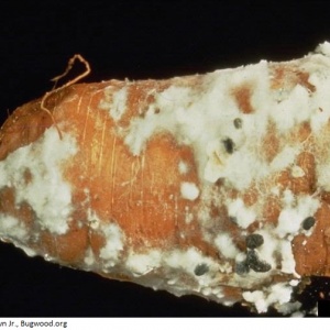 Sclérotiniose ou pourriture blanche de la carotte