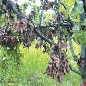 Feu bactérien | Poirier