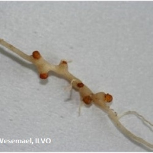 Nématodes à galles - Wortelknobbelaaltjes - : Wurzelgallenälchen (Wurzelgallennematode)