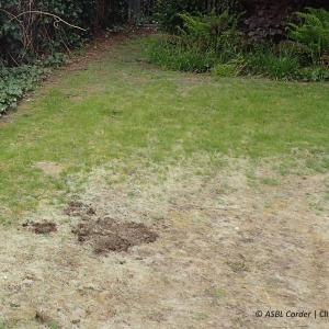 Rhizoctone | Gazon