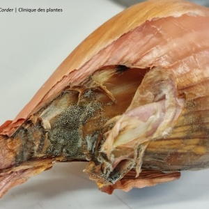 Pourriture du col | Oignon